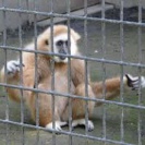 動物園　溶接金網2